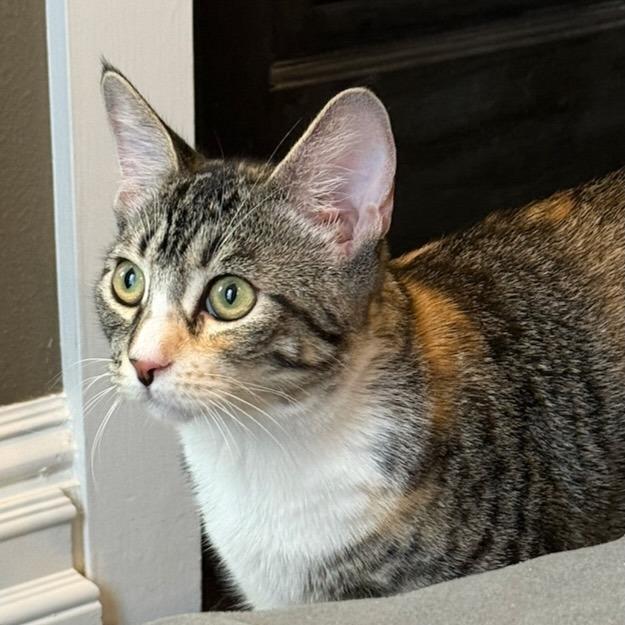 Amelia, Adoptable, Kitten Female Domestic Short Hair.