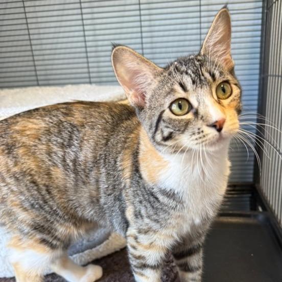 Enlarge Amelia, a Adoptable Domestic Short Hair in Pleasanton, CA image 2/5