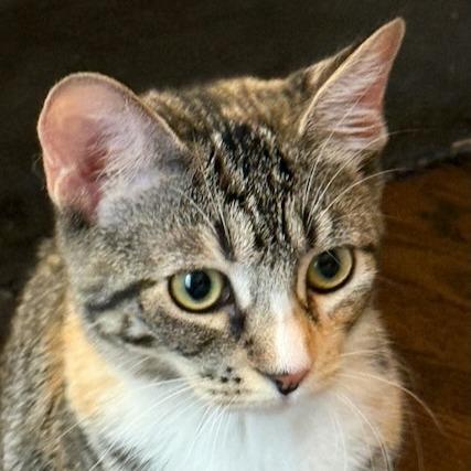 Enlarge Amelia, a Adoptable Domestic Short Hair in Pleasanton, CA image 3/5