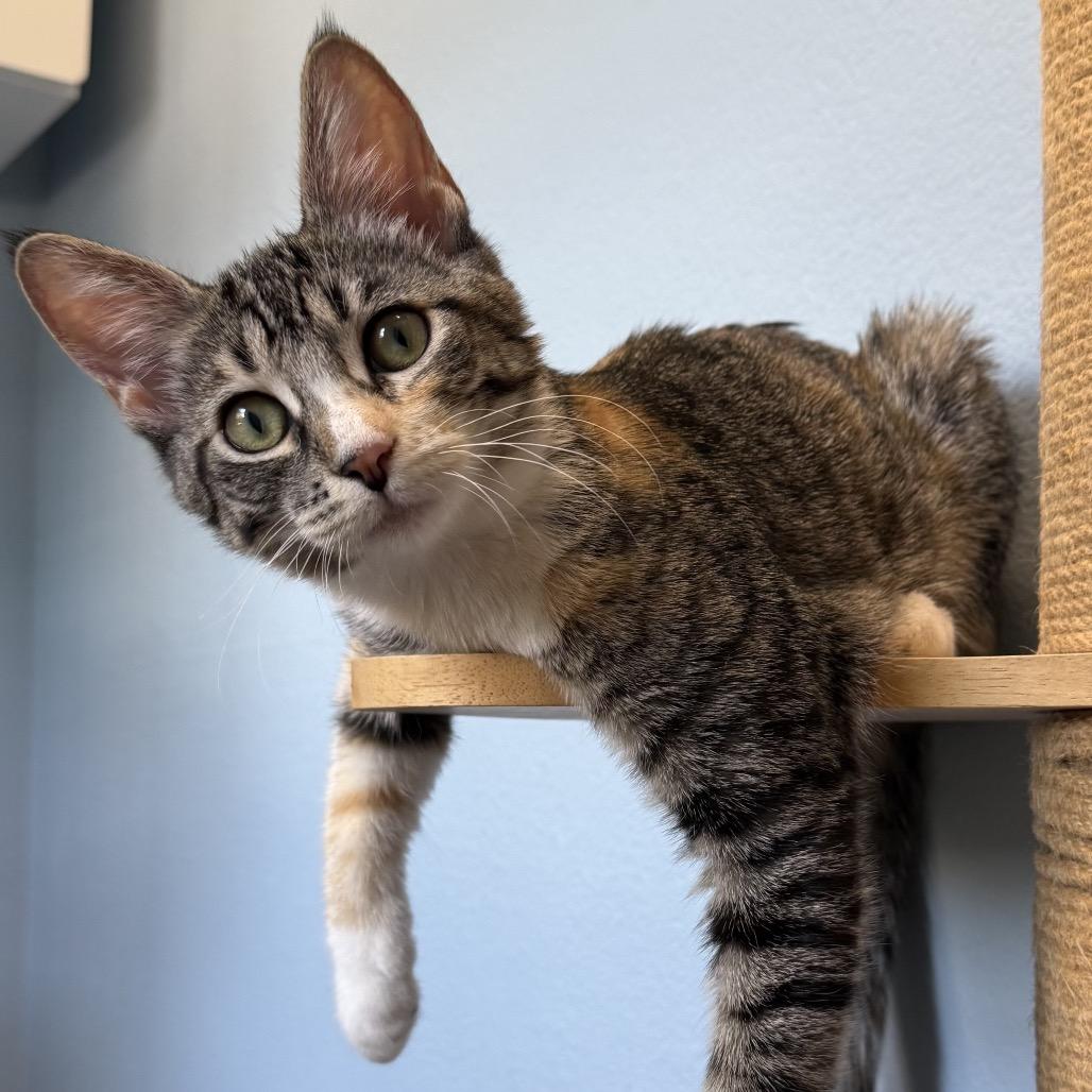 Enlarge Amelia, a Adoptable Domestic Short Hair in Pleasanton, CA image 4/5