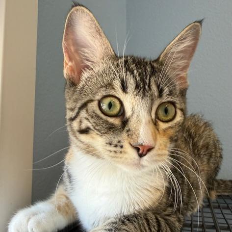 Enlarge Amelia, a Adoptable Domestic Short Hair in Pleasanton, CA image 5/5