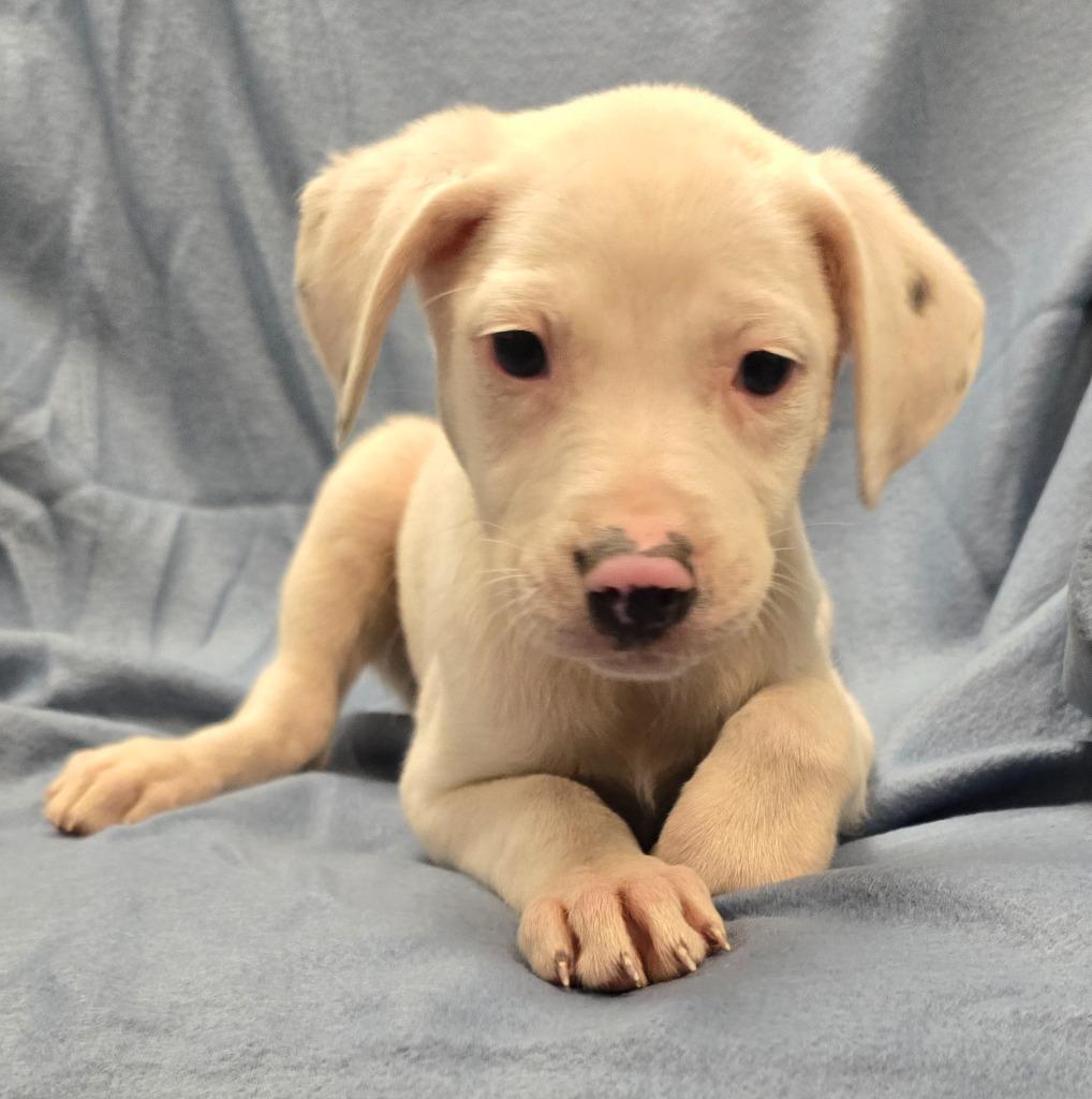 Hermione, Adoptable, Puppy Female Terrier & Mixed Breed.