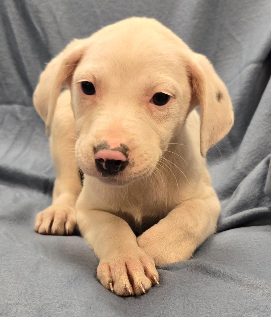 Hermione, a Adoptable mixed breed in Murphysboro, IL image 2/2