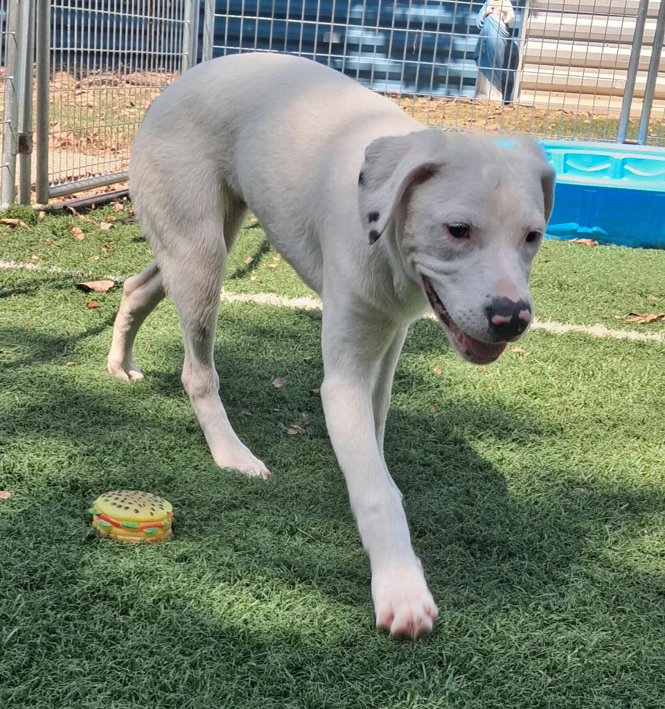 Enlarge Hermione, a Adoptable mixed breed in Murphysboro, IL image 4/4