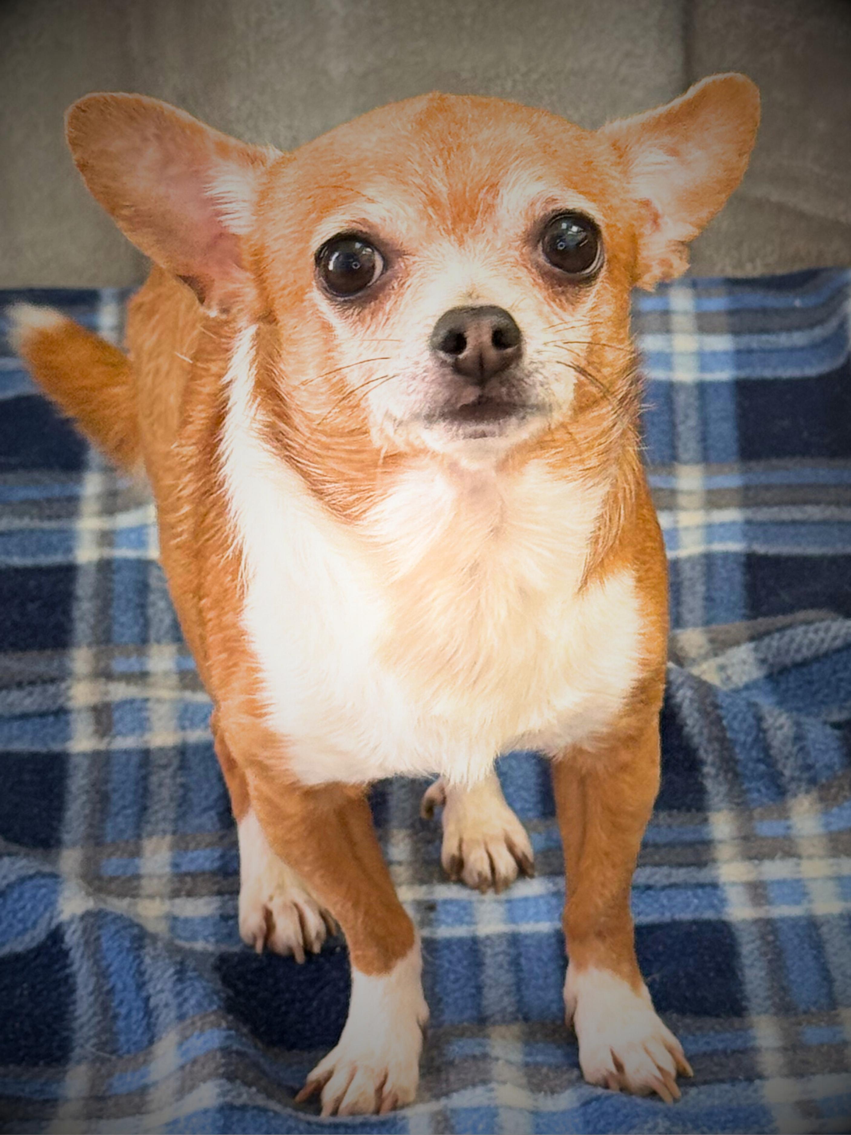Enlarge Rocky | Adult | Chihuahua, a ADOPTABLE Chihuahua in Royalton, IL image 1/6