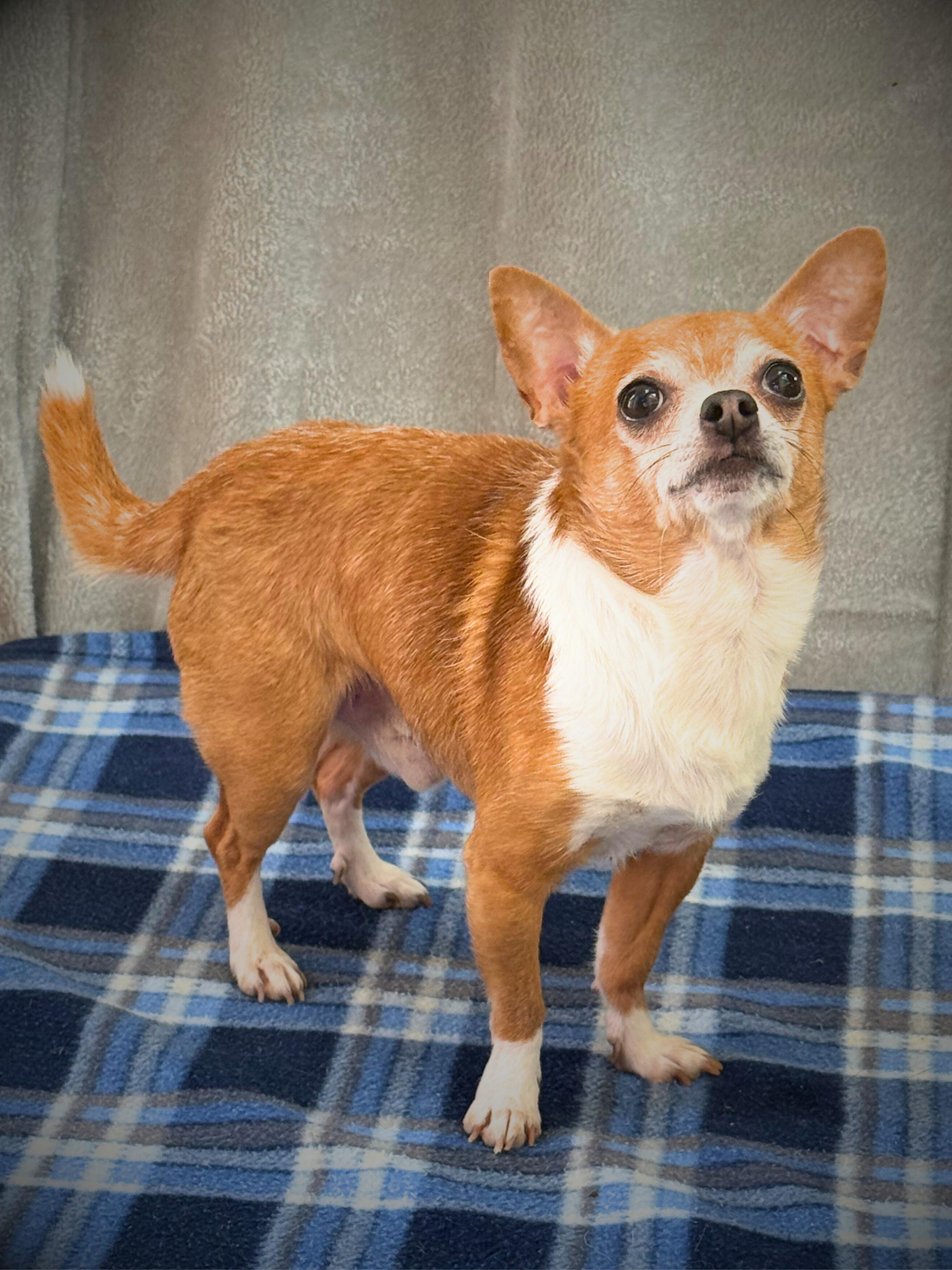 Enlarge Rocky | Adult | Chihuahua, a ADOPTABLE Chihuahua in Royalton, IL image 2/6