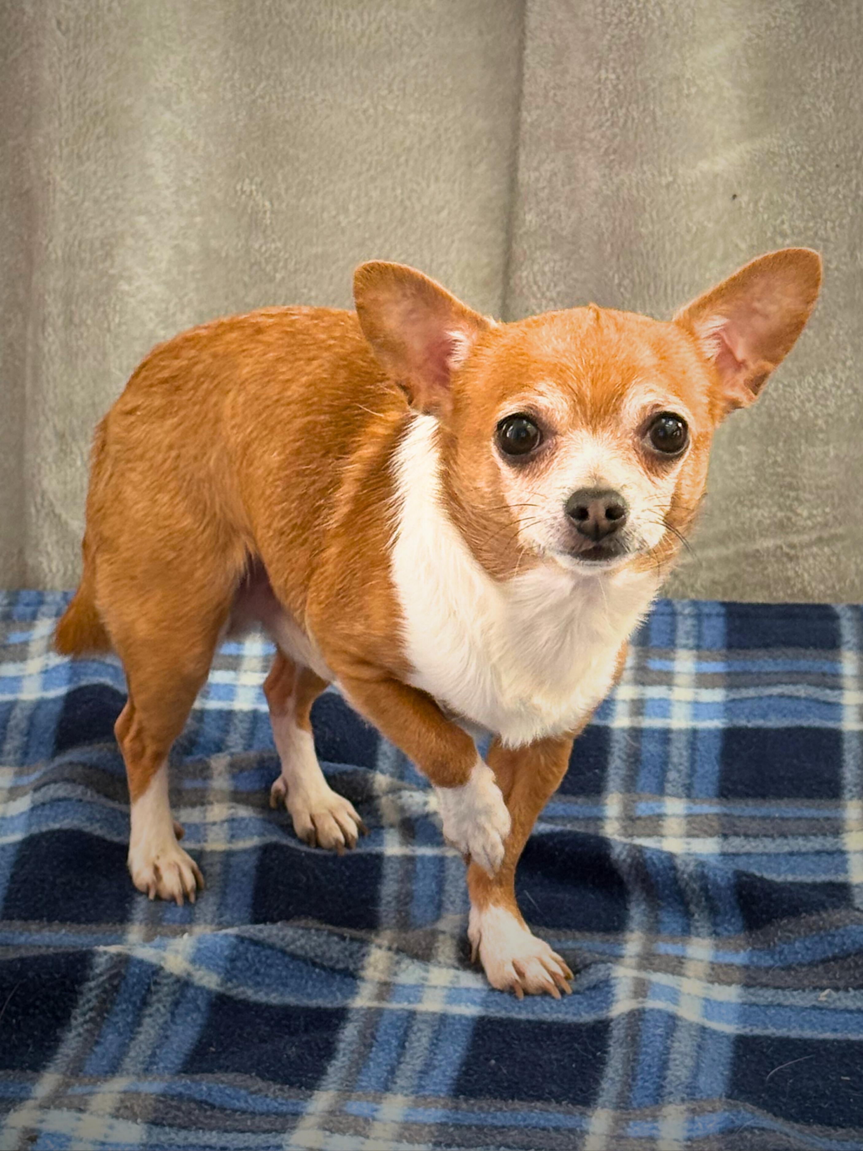 Enlarge Rocky | Adult | Chihuahua, a ADOPTABLE Chihuahua in Royalton, IL image 5/6