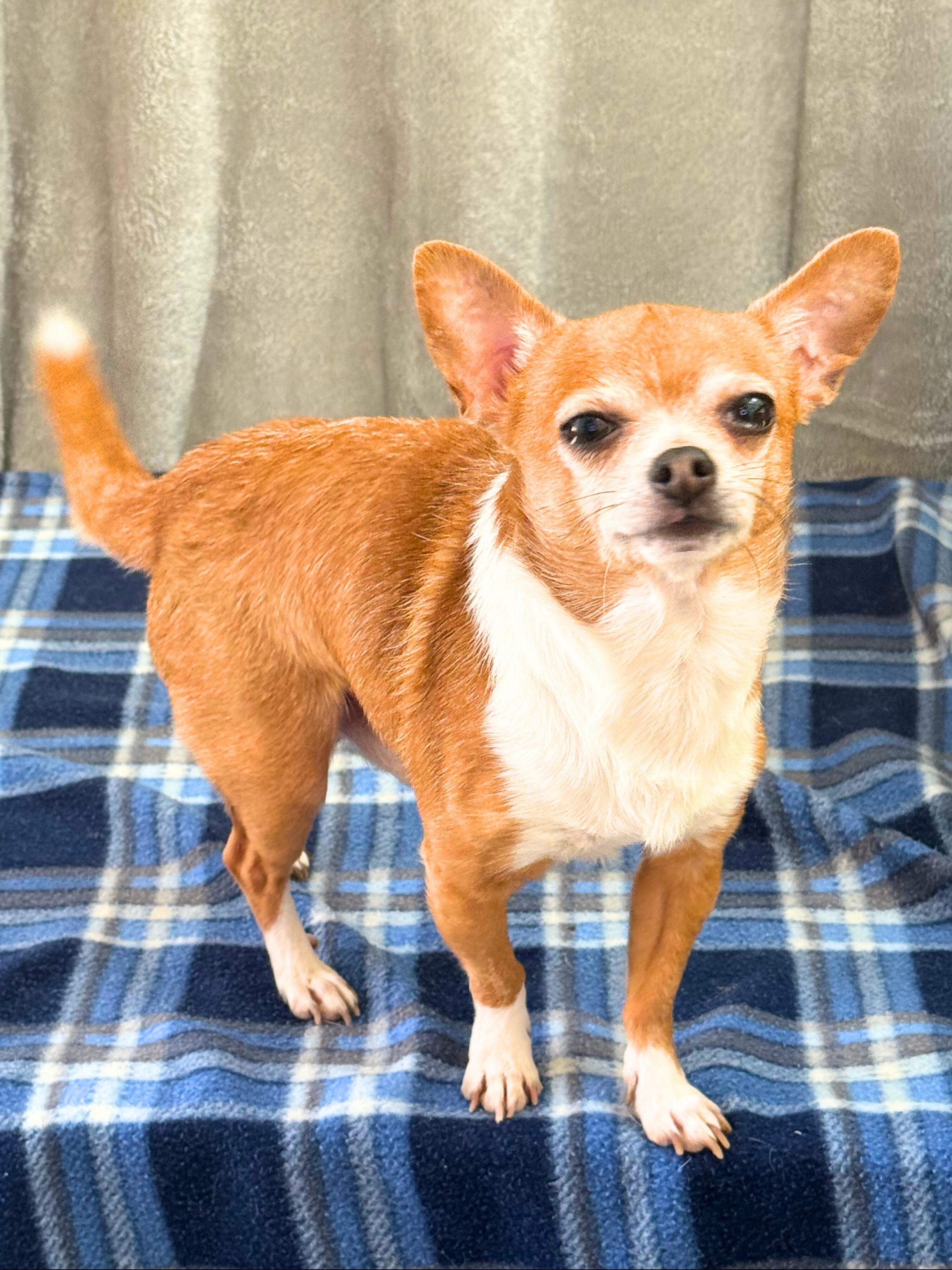 Enlarge Rocky | Adult | Chihuahua, a ADOPTABLE Chihuahua in Royalton, IL image 4/6