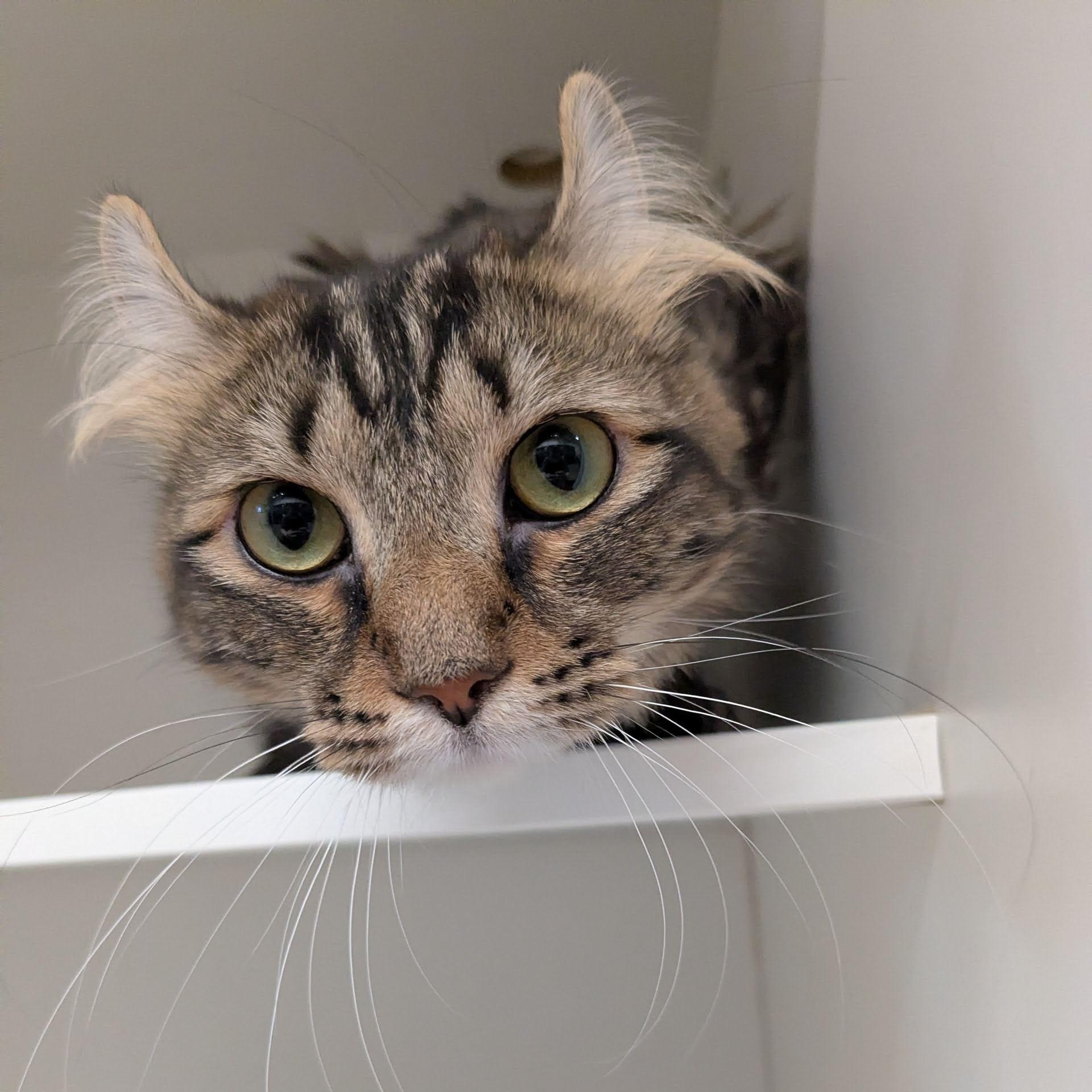 American Curls for Adoption in Long Grove, Illinois | Petfinder