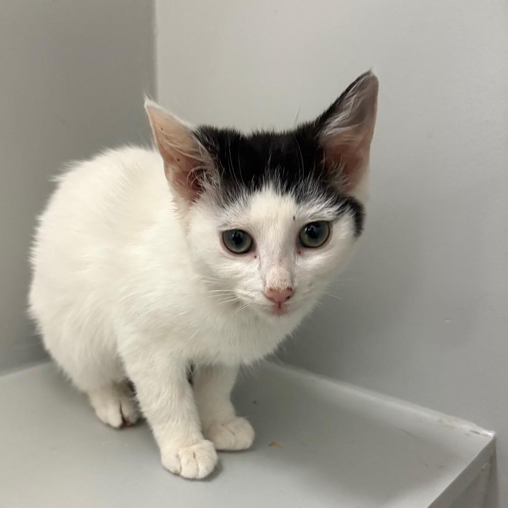 Glacier, Adoptable, Kitten Female Domestic Short Hair.