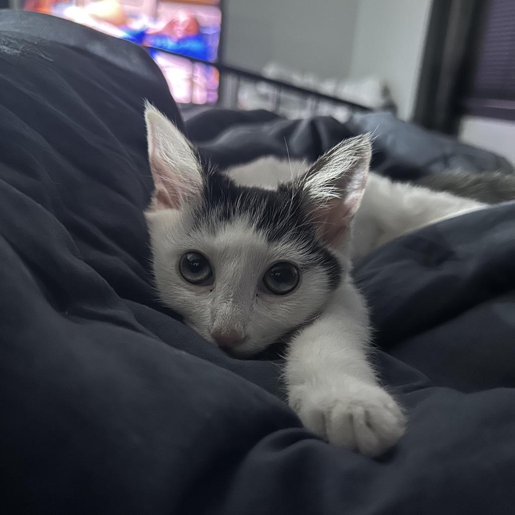 Enlarge Glacier, a Adoptable Domestic Short Hair in Greenfield, IN image 2/2