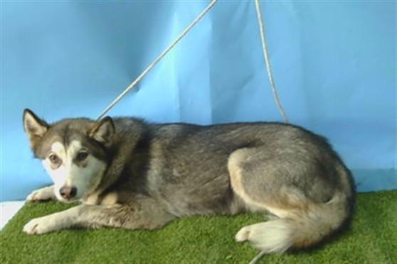 Enlarge BONGO, a Adoptable Siberian Husky in Gardena, CA image 1/1