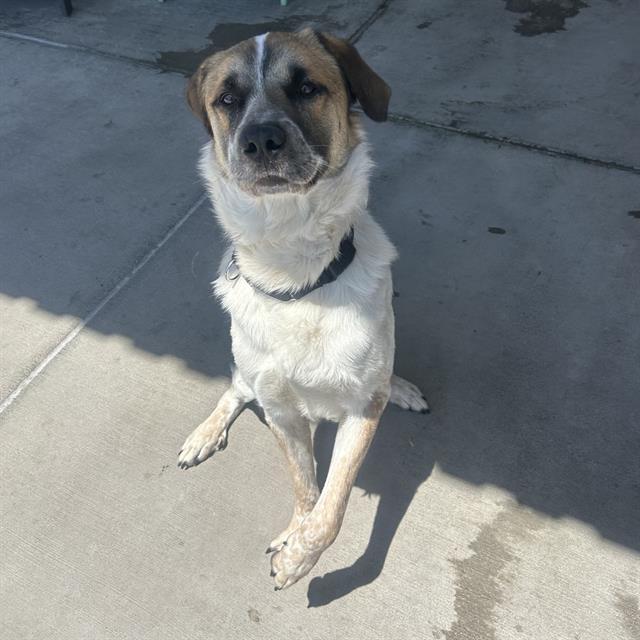 STYLIS, Adoptable, Young Male Great Pyrenees & Mixed Breed.