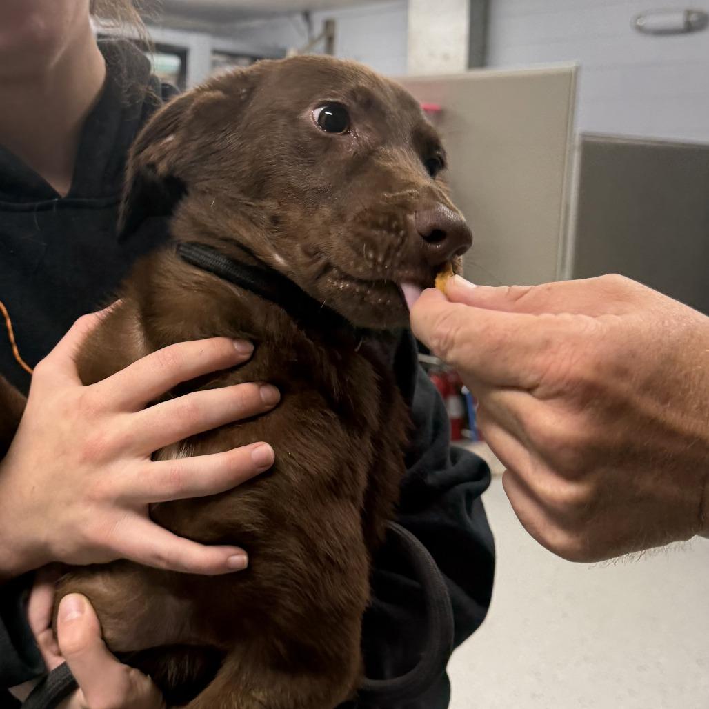 Enlarge Princess Peach aka 091426-5D, a Adoptable mixed breed in Marion, VA image 1/5