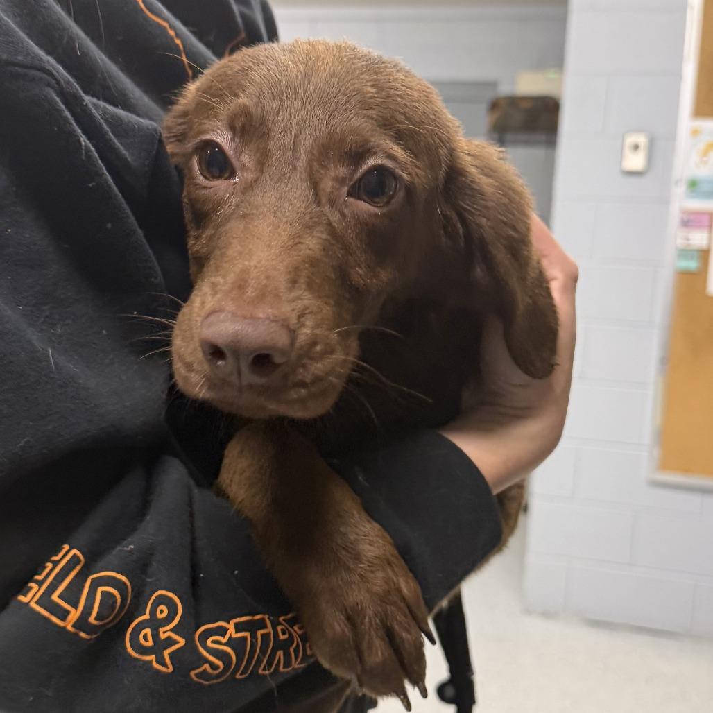 Enlarge Princess Peach aka 091426-5D, a Adoptable mixed breed in Marion, VA image 2/5