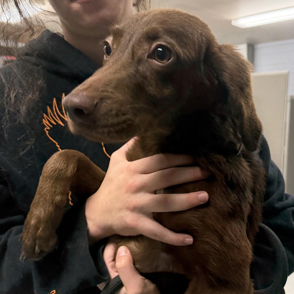 Enlarge Princess Peach aka 091426-5D, a Adoptable mixed breed in Marion, VA image 3/5