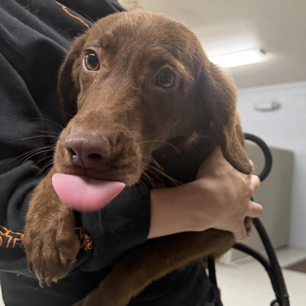 Enlarge Princess Peach aka 091426-5D, a Adoptable mixed breed in Marion, VA image 4/5