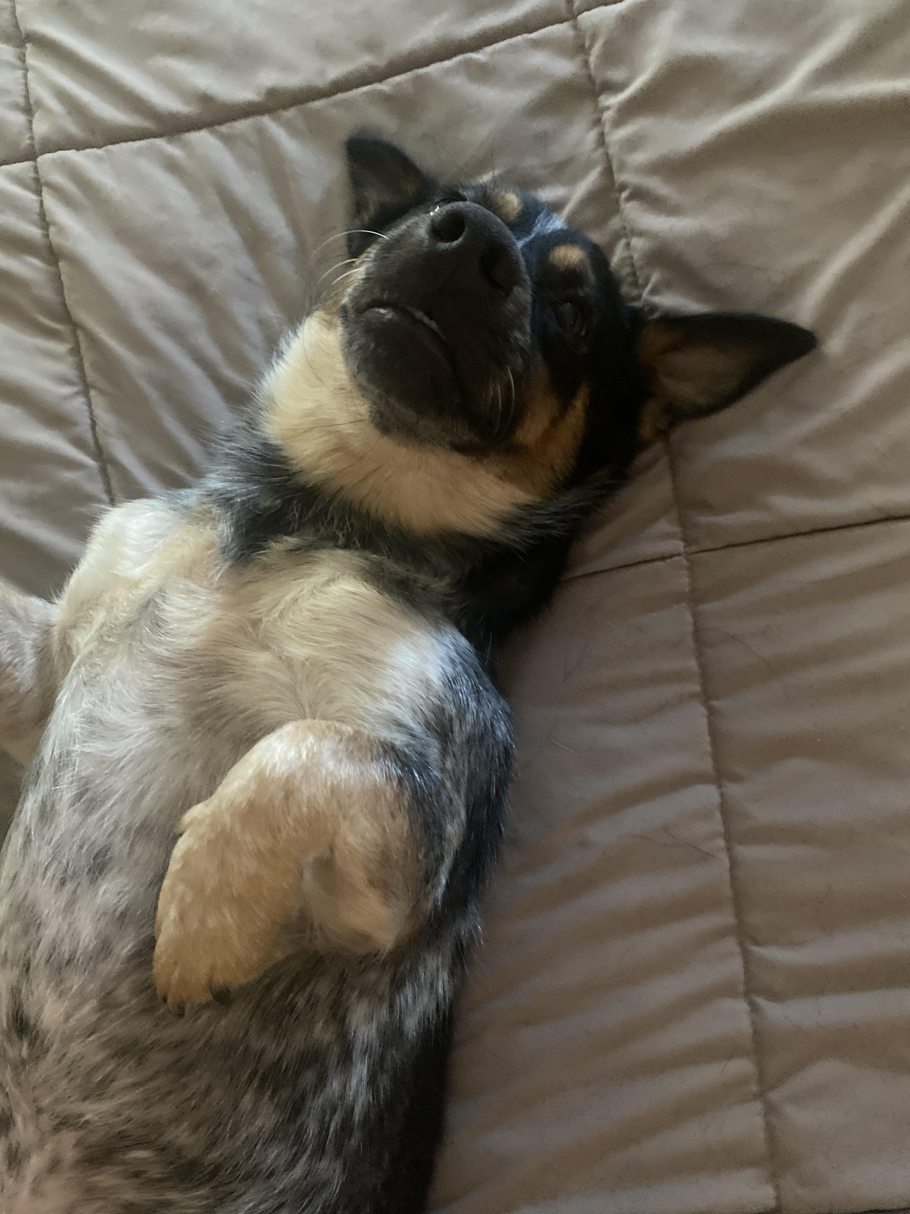 Enlarge Teddy, a Adoptable Australian Cattle Dog / Blue Heeler in Driftwood, TX image 1/6