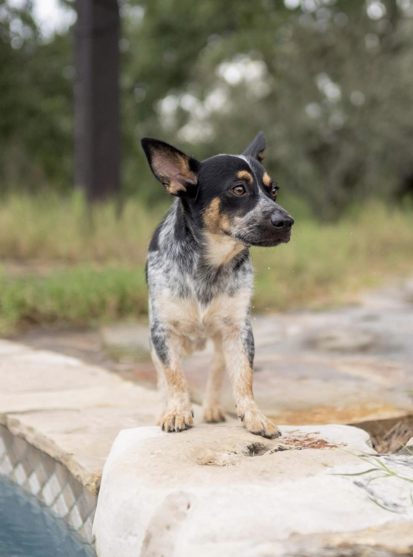 Enlarge Teddy, a Adoptable Australian Cattle Dog / Blue Heeler in Driftwood, TX image 5/6