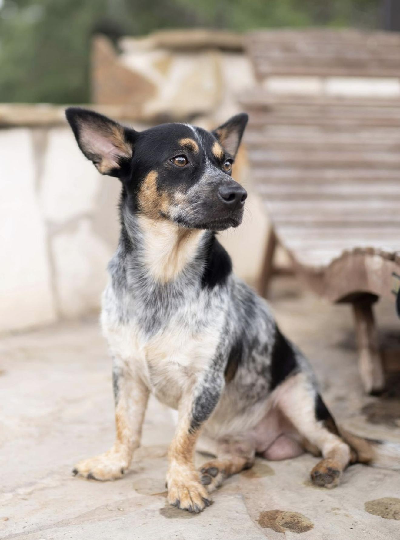 Enlarge Teddy, a Adoptable Australian Cattle Dog / Blue Heeler in Driftwood, TX image 3/6