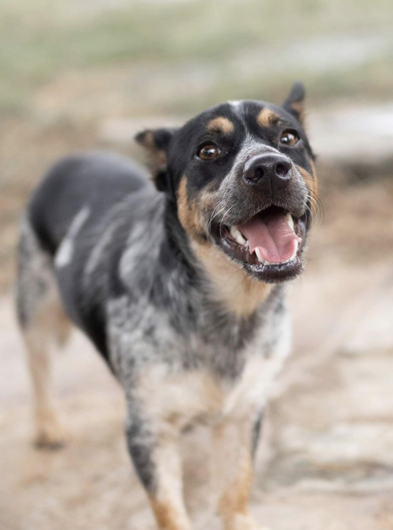 Enlarge Teddy, a Adoptable Australian Cattle Dog / Blue Heeler in Driftwood, TX image 4/6