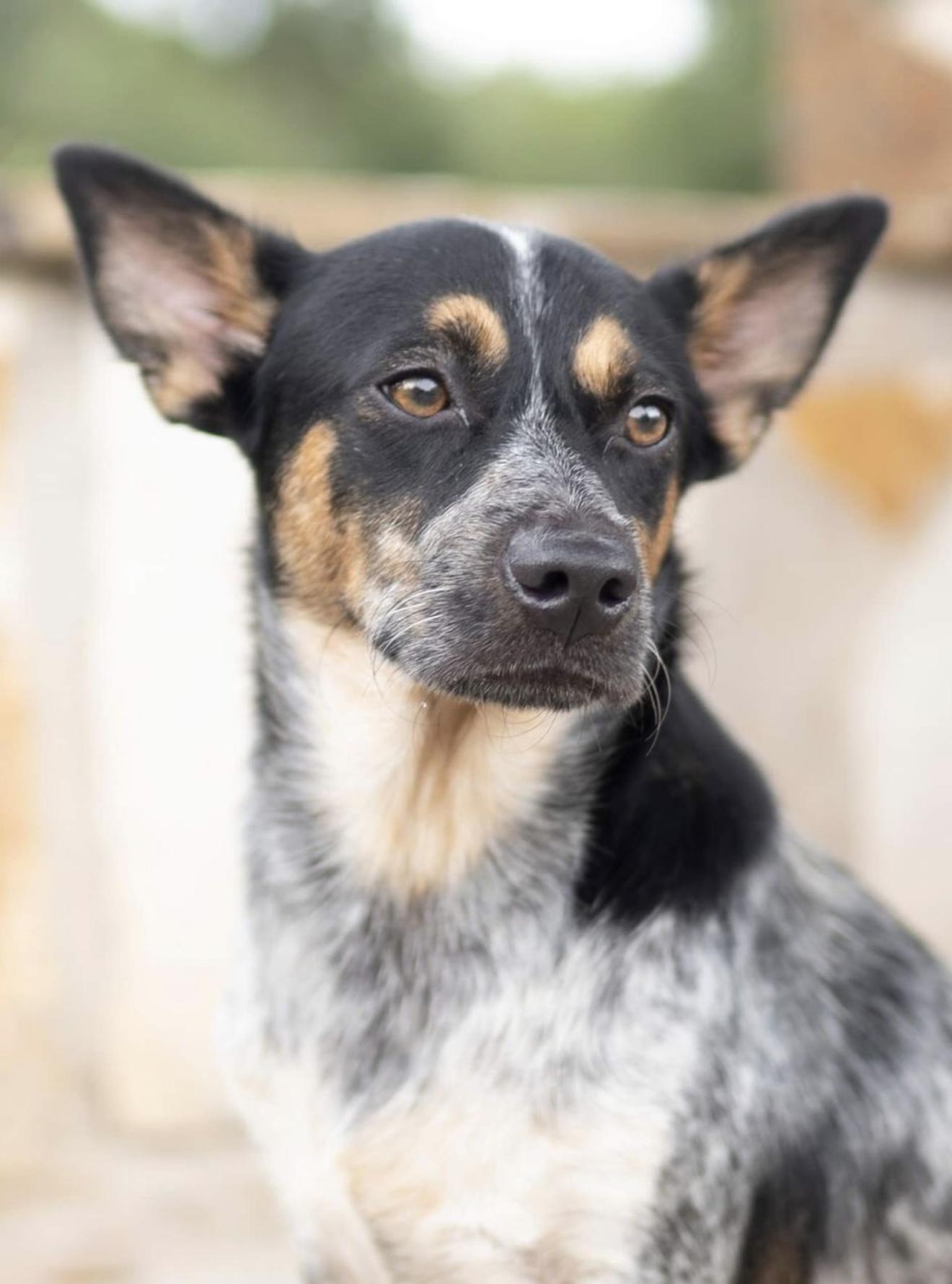 Enlarge Teddy, a Adoptable Australian Cattle Dog / Blue Heeler in Driftwood, TX image 2/6