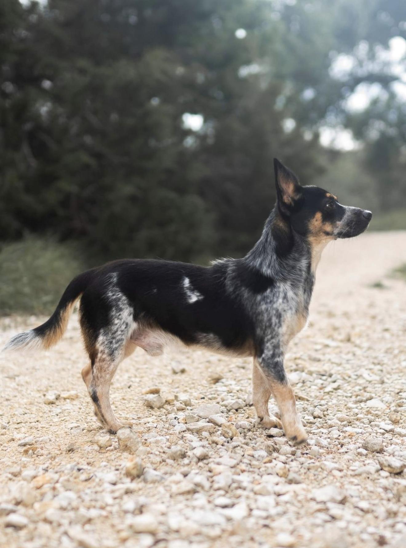 Enlarge Teddy, a Adoptable Australian Cattle Dog / Blue Heeler in Driftwood, TX image 6/6