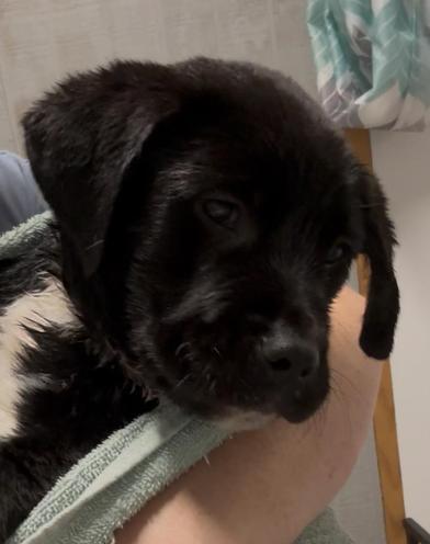 Thor — thumbnail 4