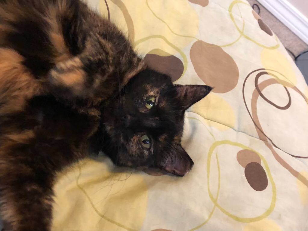 Asterick, Adoptable, Adult Female Tortoiseshell & Domestic Short Hair.