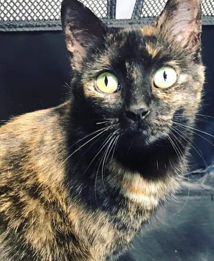 Asterick, a Adoptable mixed breed in Garden City, MI image 3/12