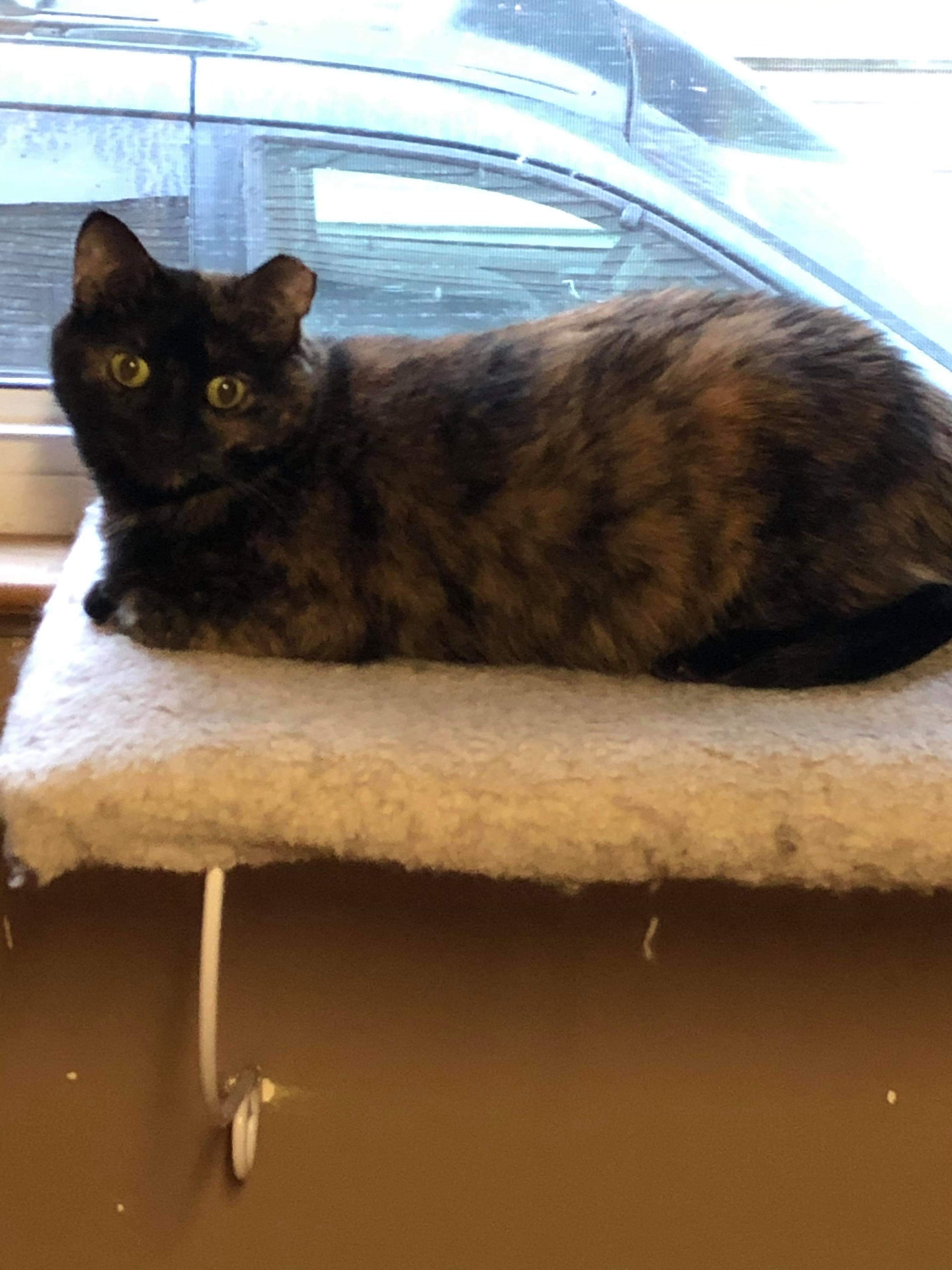 Asterick, a Adoptable mixed breed in Garden City, MI image 4/12