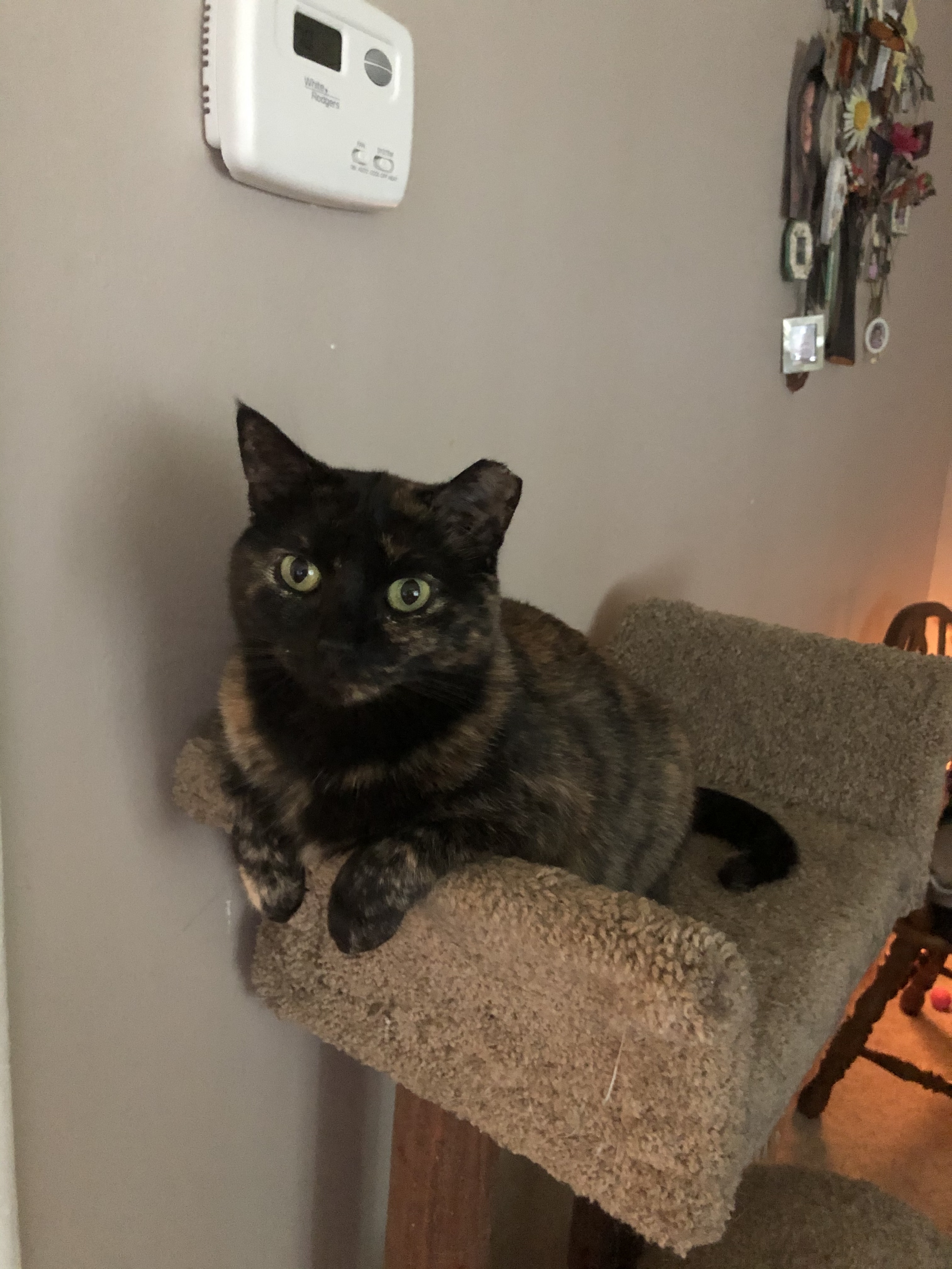 Asterick, a Adoptable mixed breed in Garden City, MI image 5/12