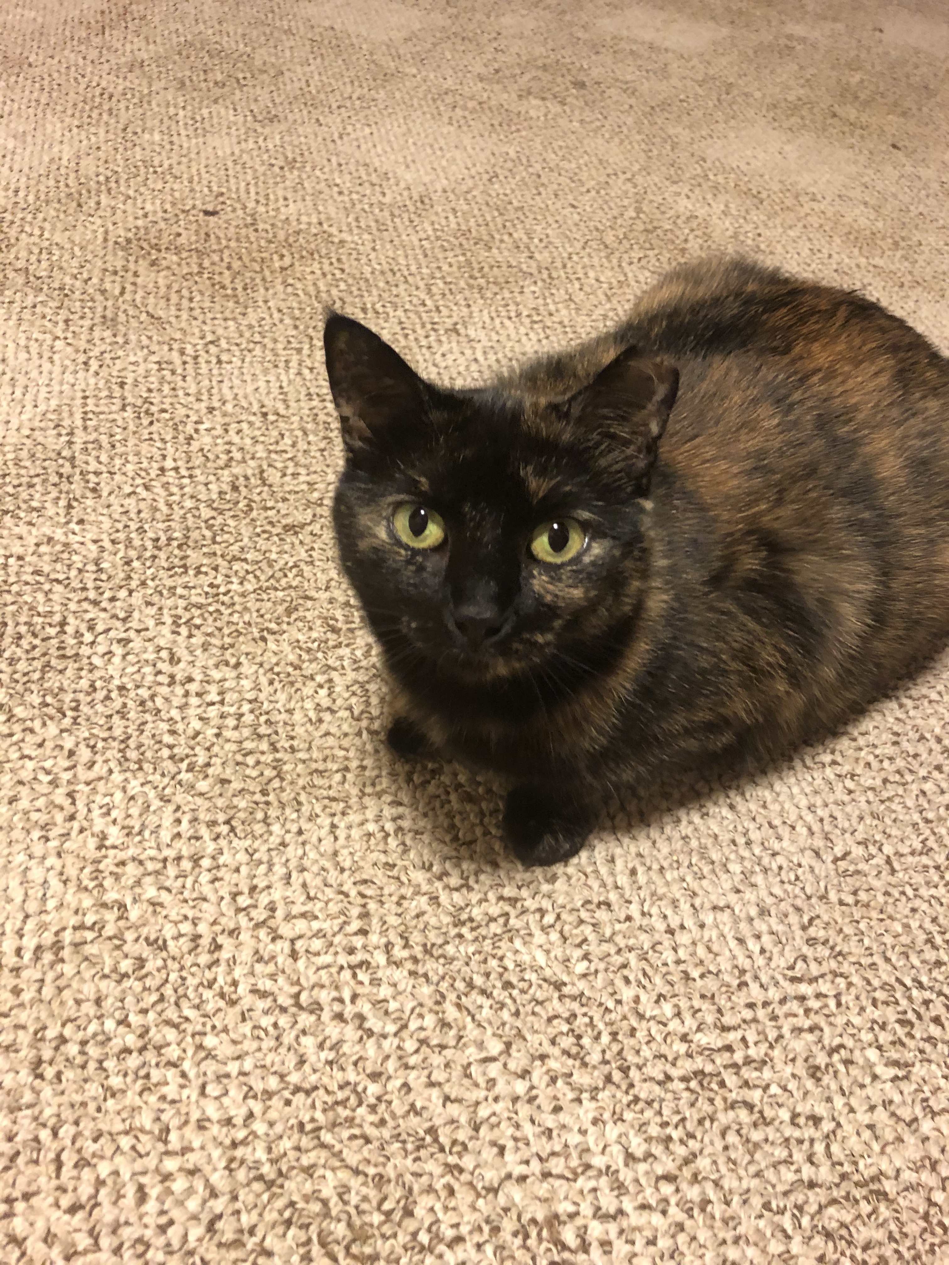 Asterick, a Adoptable mixed breed in Garden City, MI image 6/12