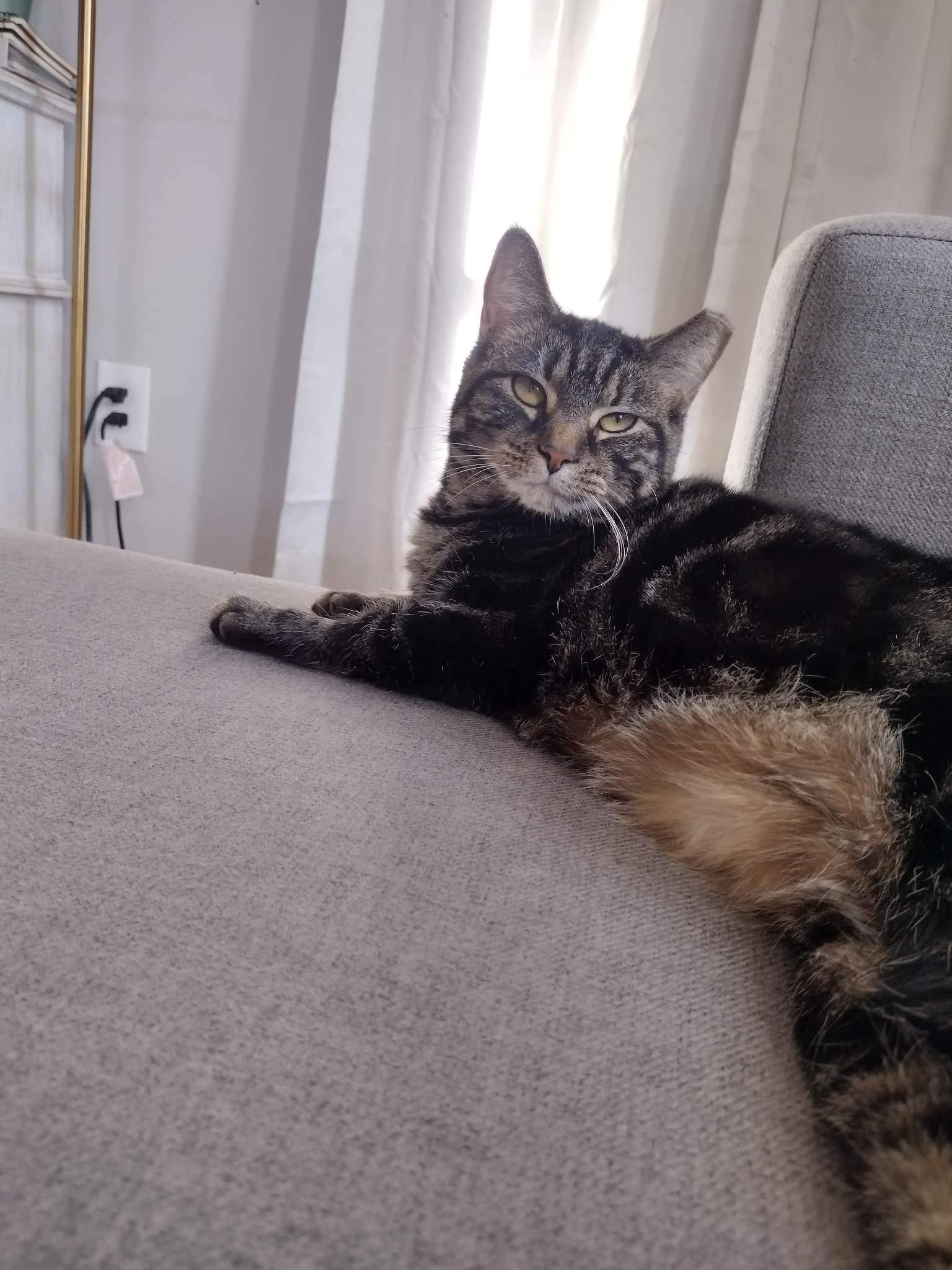 Enlarge Regina, a Adoptable Domestic Short Hair in Lewistown, PA image 1/3