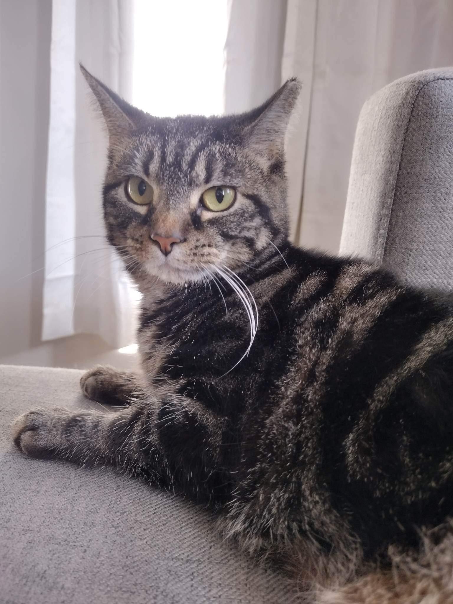 Enlarge Regina, a Adoptable Domestic Short Hair in Lewistown, PA image 2/3