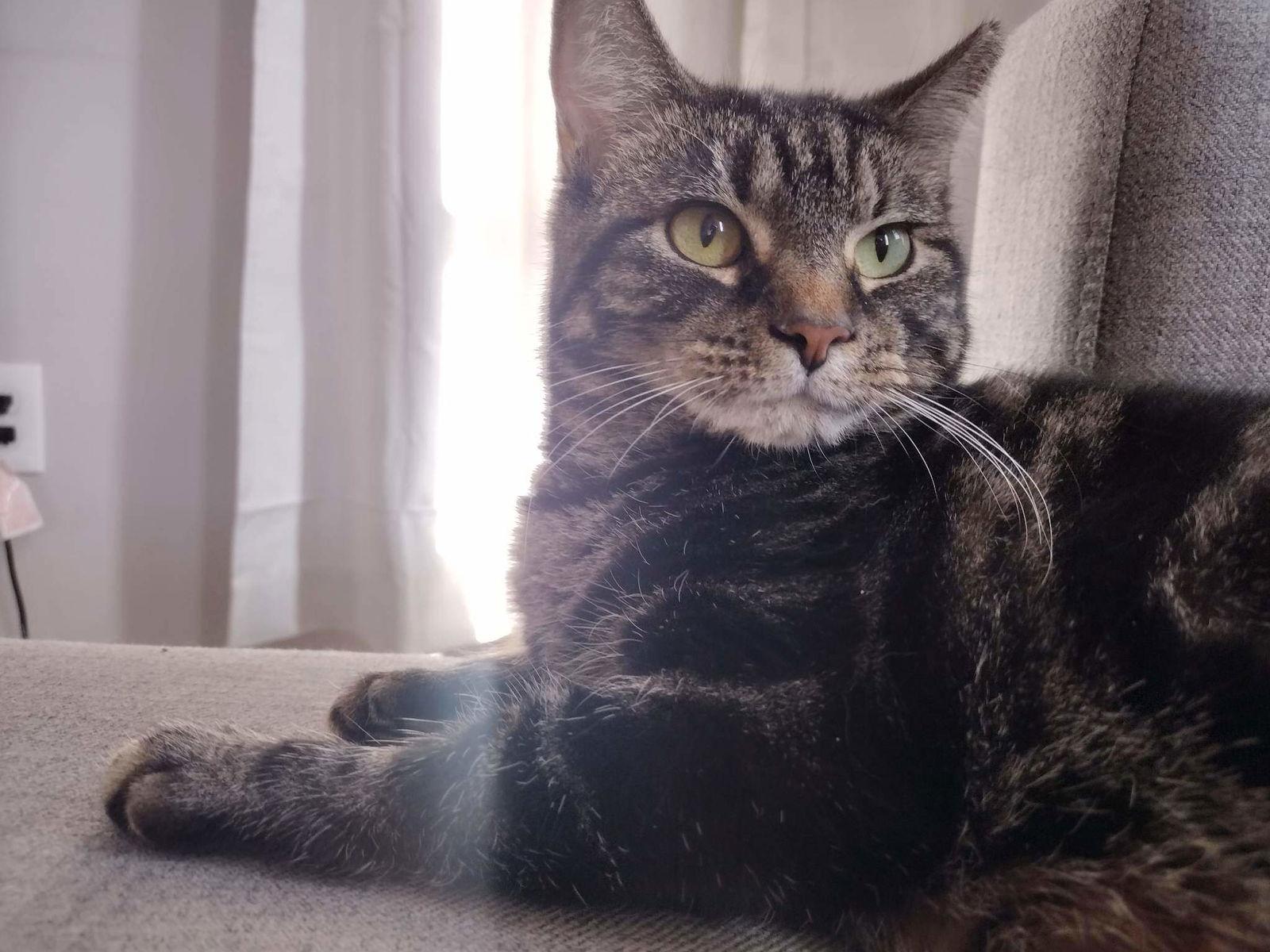 Enlarge Regina, a Adoptable Domestic Short Hair in Lewistown, PA image 3/3