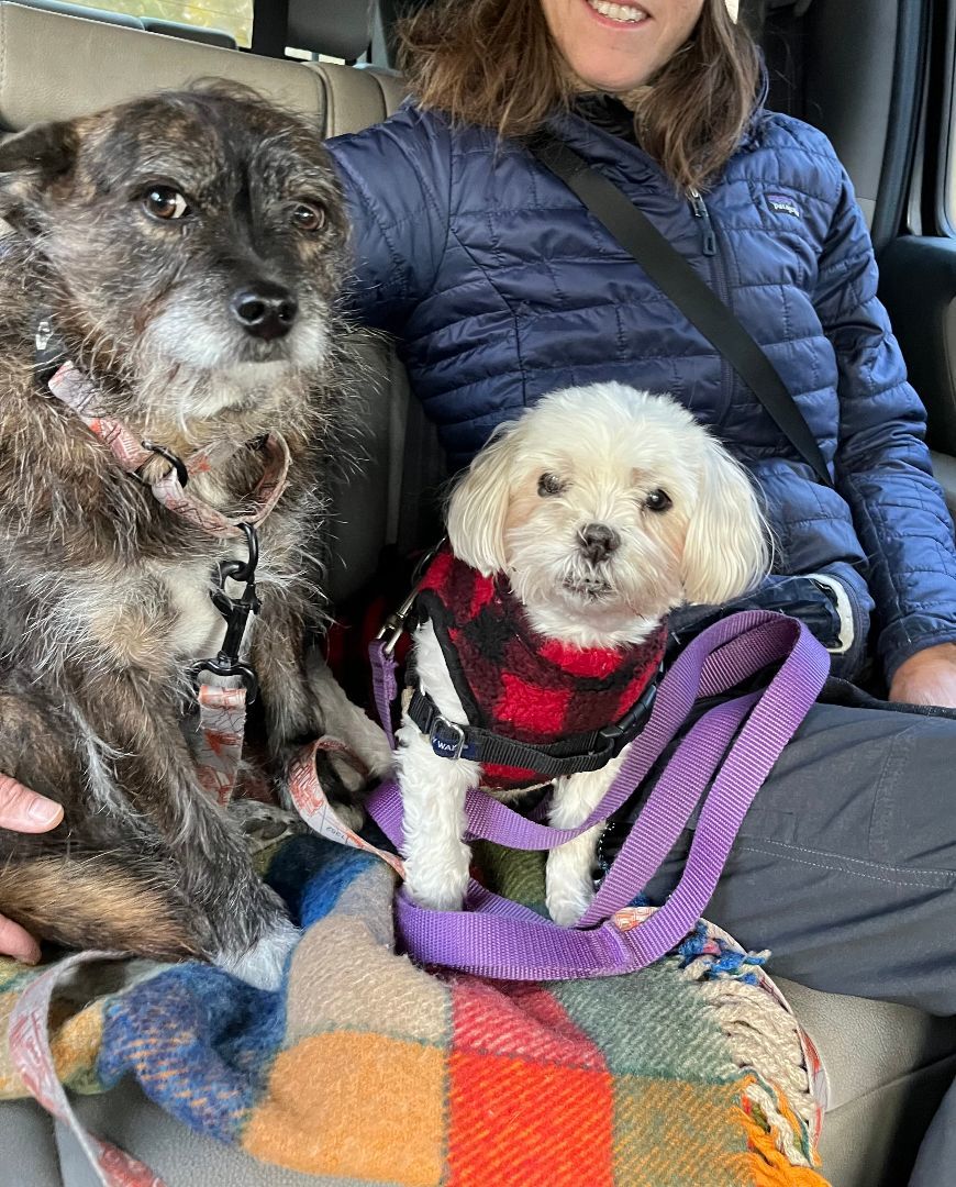 Muriel, a Adopted mixed breed in Southborough, MA image 1/5