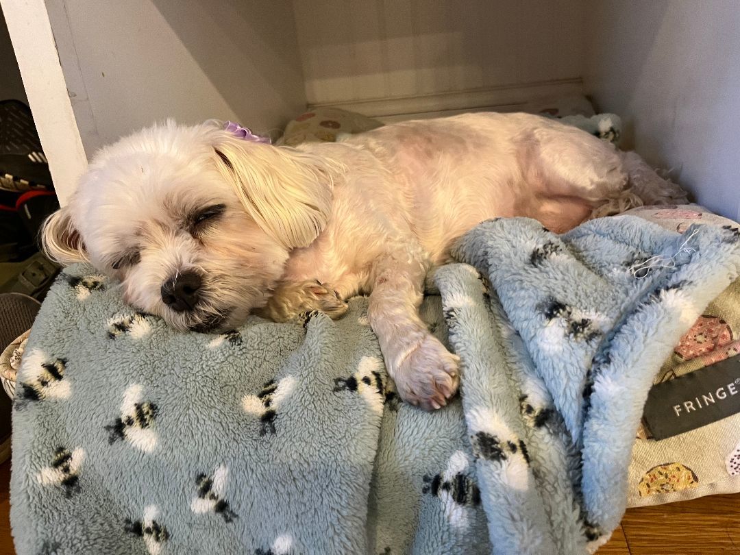 Muriel, a Adopted mixed breed in Southborough, MA image 2/5