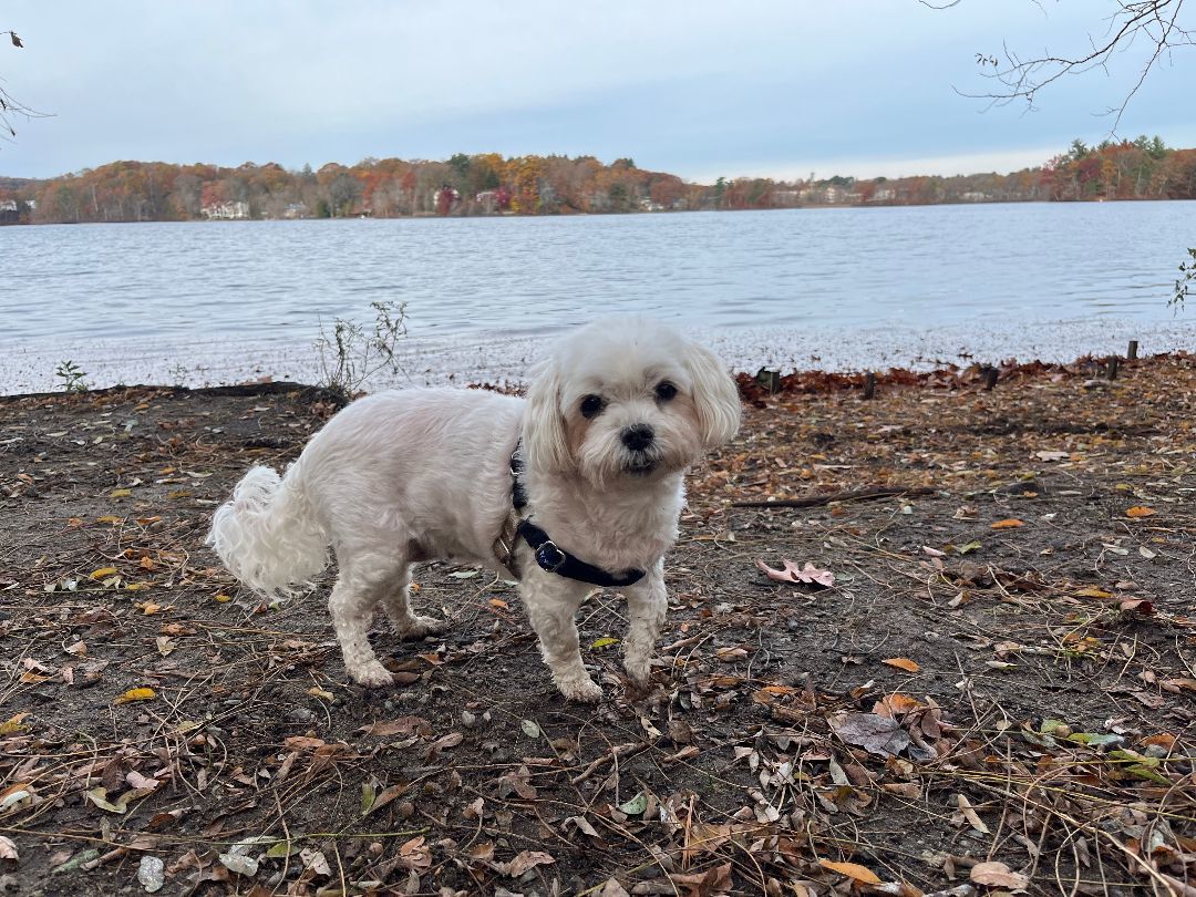 Muriel, a Adopted mixed breed in Southborough, MA image 3/5