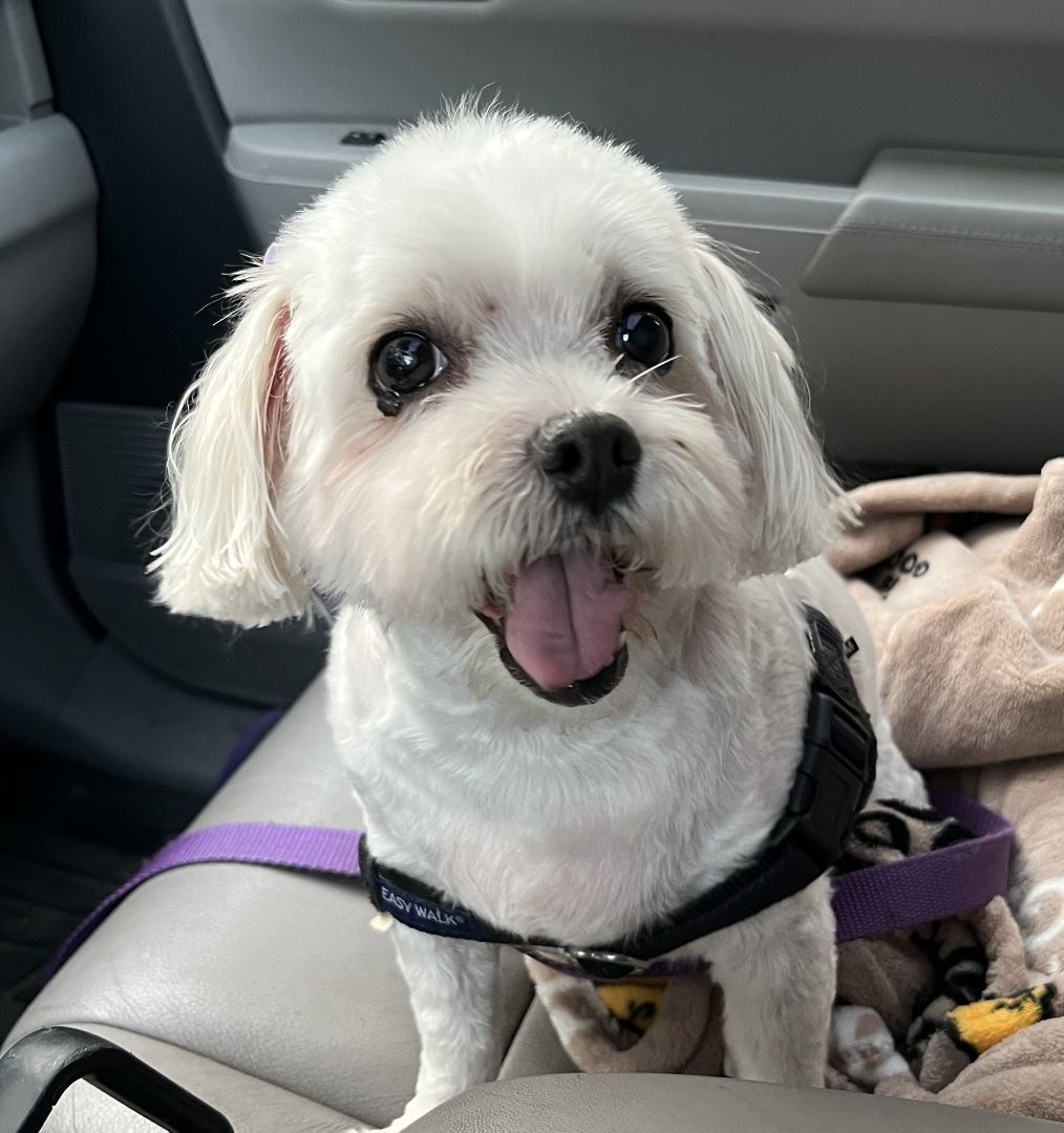 Muriel, a Adopted mixed breed in Southborough, MA image 4/5