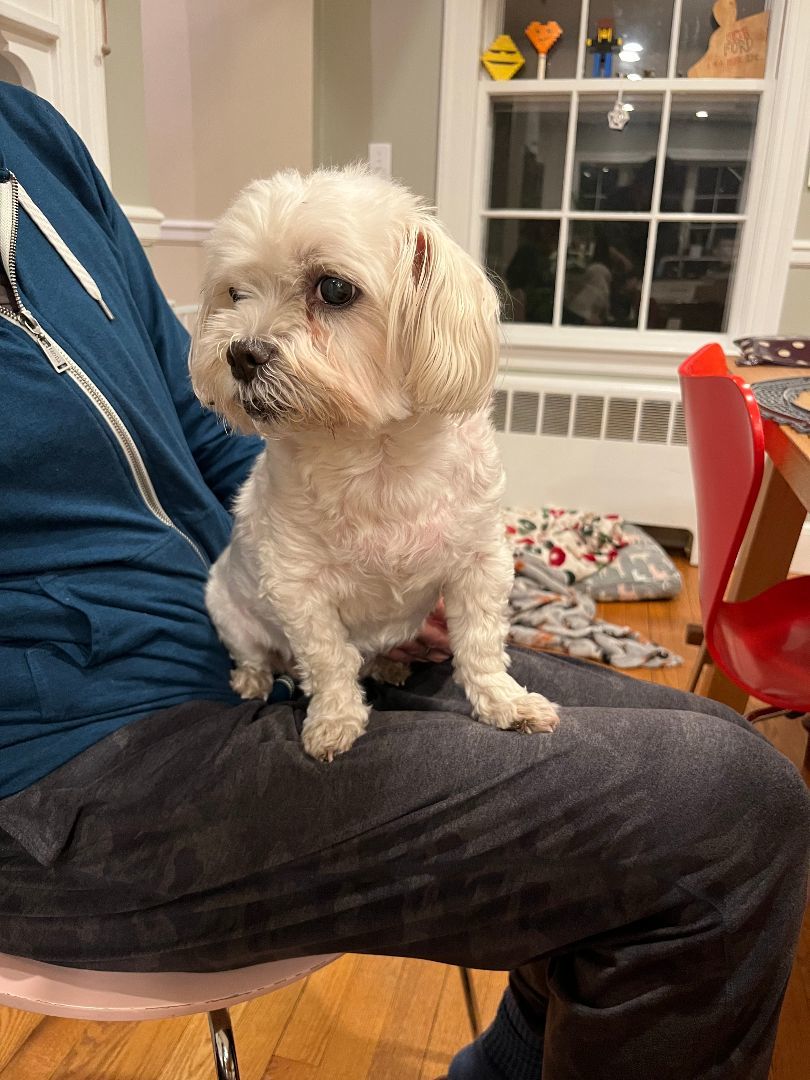 Muriel, a Adopted mixed breed in Southborough, MA image 5/5