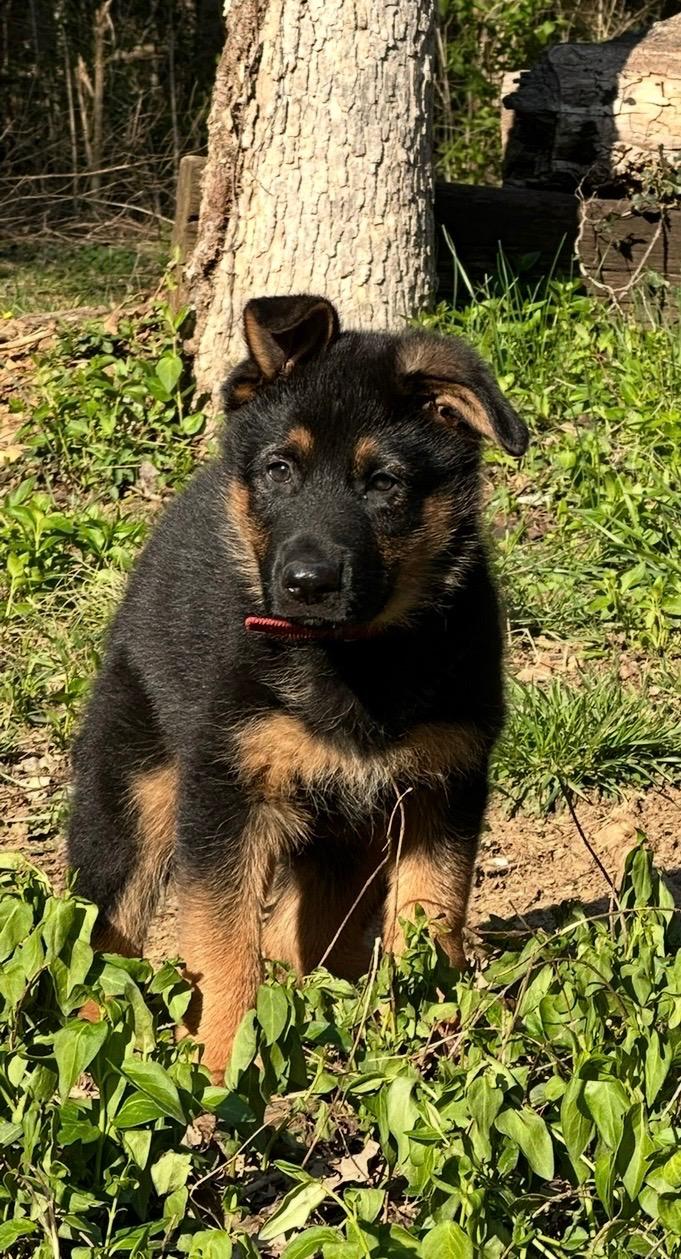 Ratchett, Adopted, Puppy Male German Shepherd Dog.
