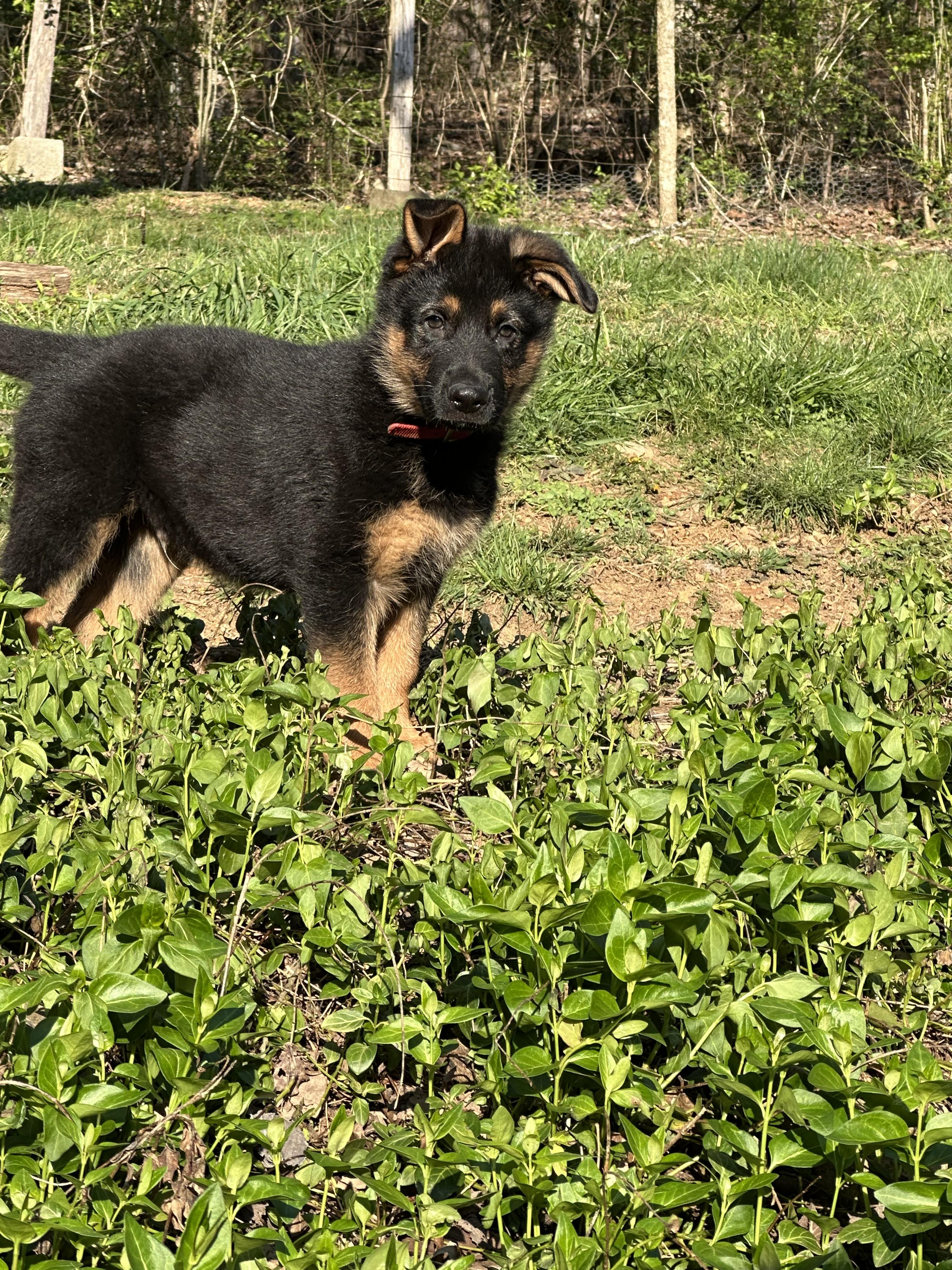 Enlarge Ratchett, a Adopted German Shepherd Dog in Knoxville, TN image 3/6