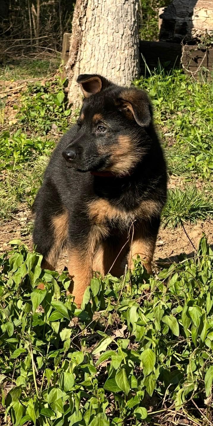 Enlarge Ratchett, a Adopted German Shepherd Dog in Knoxville, TN image 5/6