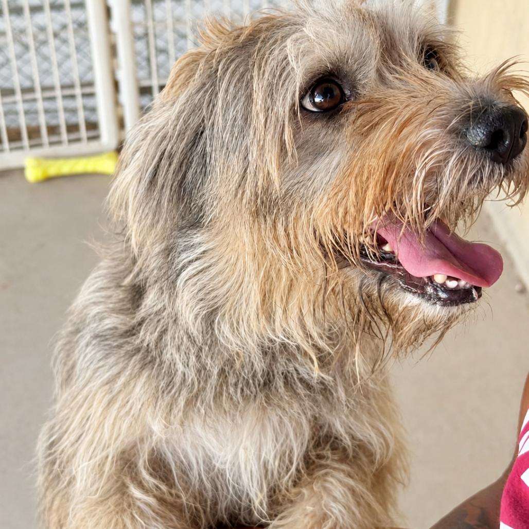 Dani, Adoptable, Adult Female Dachshund & Terrier.