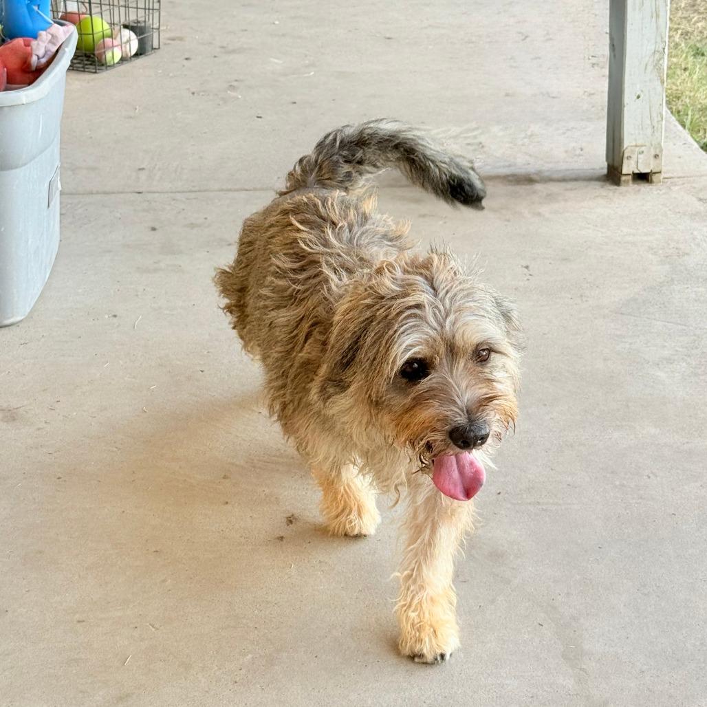 Enlarge Dani, a Adoptable mixed breed in Laredo, TX image 2/5