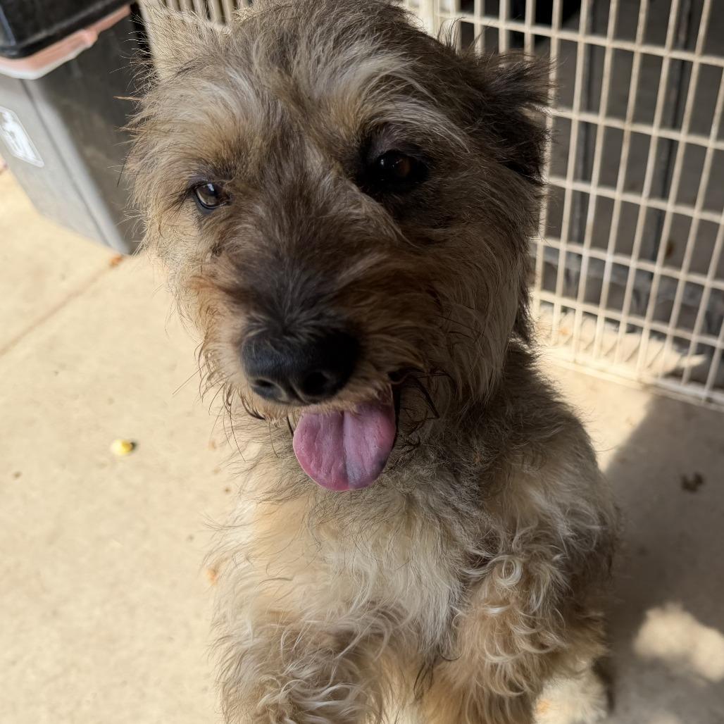 Enlarge Dani, a Adoptable mixed breed in Laredo, TX image 1/4