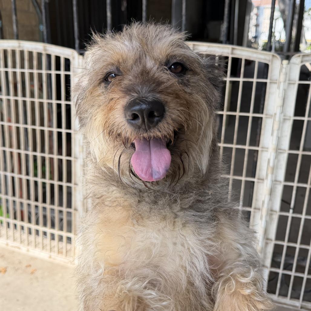 Enlarge Dani, a Adoptable mixed breed in Laredo, TX image 2/4