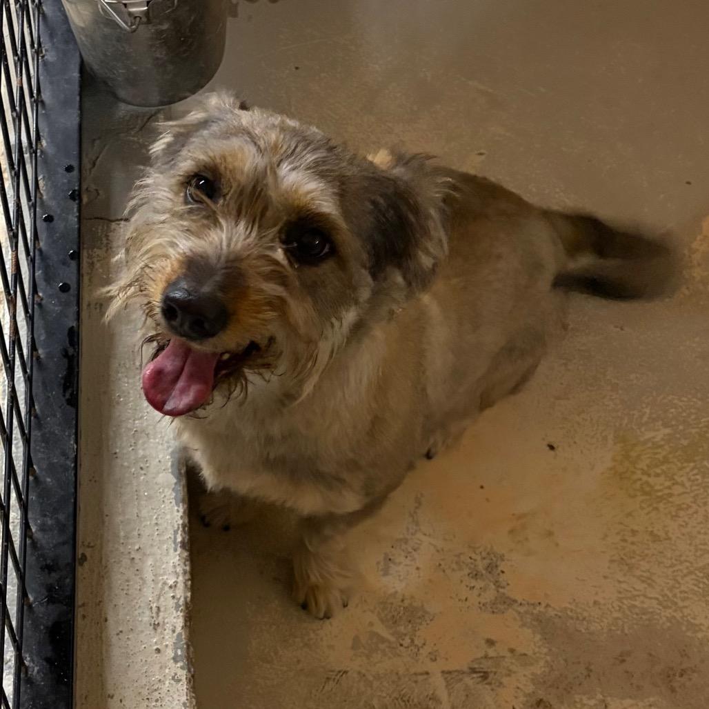 Enlarge Dani, a Adoptable mixed breed in Laredo, TX image 1/2