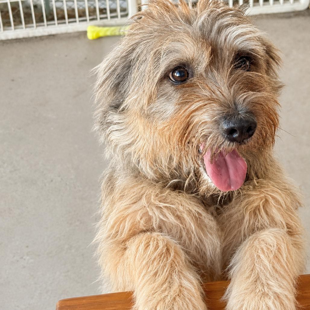 Enlarge Dani, a Adoptable mixed breed in Laredo, TX image 4/5